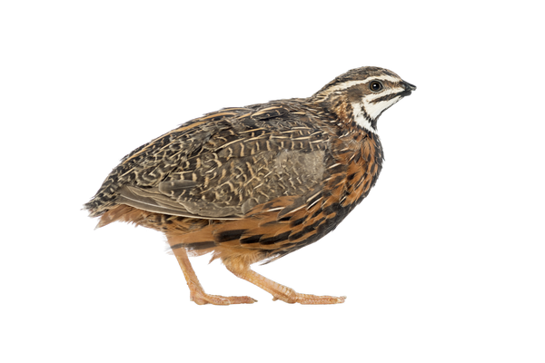 Hatching Eggs for Sale